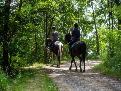 Passeggiata a cavallo da 2h in Foresta Mercadante