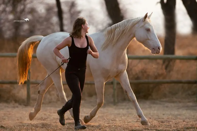 Natural-Horsemanship-WH-6.webp